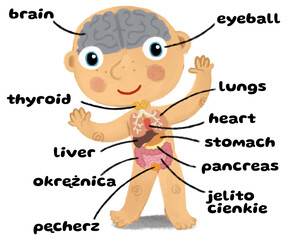 cartoon scene with young boy as anatomy model of body parts on white background illustration for children - 761849164
