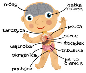 cartoon scene with young boy as anatomy model of body parts on white background illustration for children - 761849165