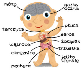 cartoon scene with young boy as anatomy model of body parts on white background illustration for children - 761849178