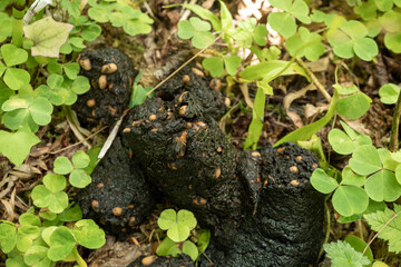 Nut Filled Bear Scat On In Green Clover