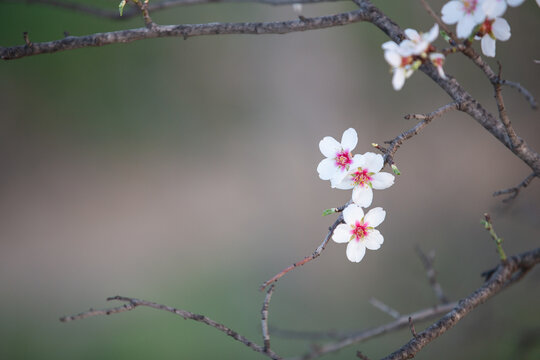 Almond branch in bloom, close-up, sunset. Close-up image of blossoming almond in Greece