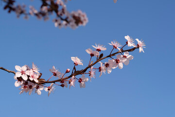 Blooming tree branches in spring.
floral background and patterns