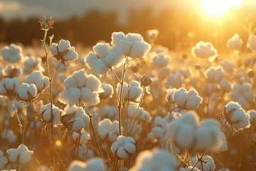 Outdoor kussens Cotton fields thrive during harvest, showcasing abundant white bolls in the picturesque landscape © yevgeniya131988