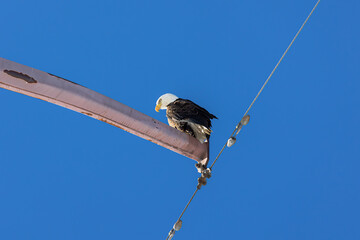 Bald Eagle Boulder Colorado Wildlife Lookout Road Birds of Prey