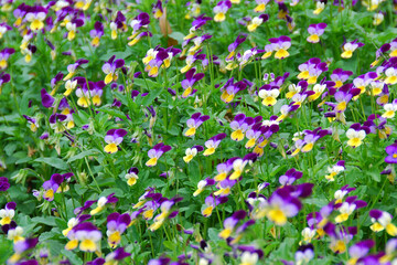Immerse yourself in a symphony of floral details and blossoms at the Botanic Garden, Mount Coot-tha, Brisbane, a vibrant oasis of natural splendor.