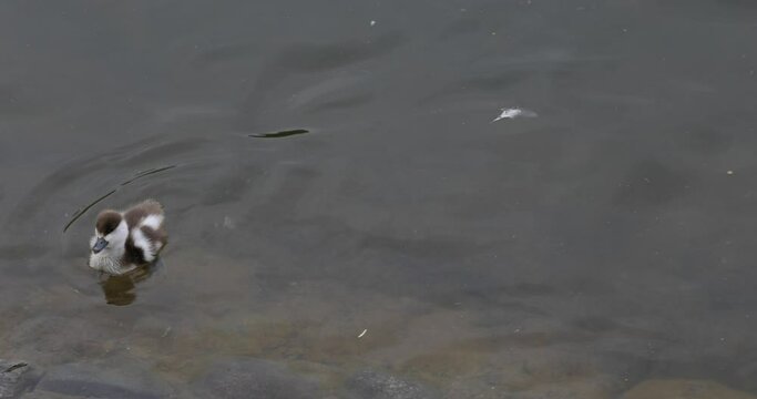 Shellac (Tadorna ferruginea) or red duck Ogar, swims and feed on the pond with his duckling.