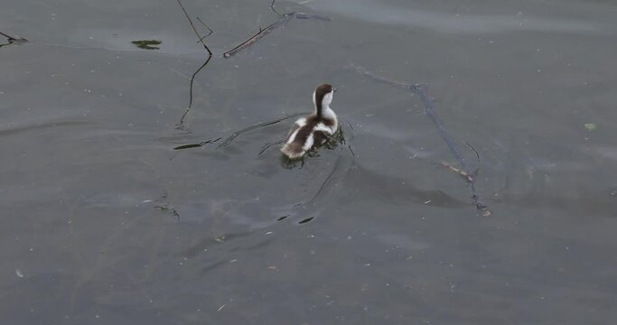 Little duckling Ogar, shellac (Tadorna ferruginea) or red duck  swims to his mother on the pond.