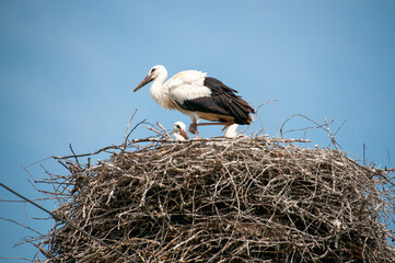 Stork nest on an electric pole