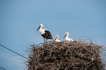 Stork nest on an electric pole