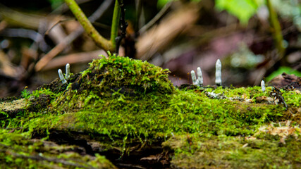 Moss in the forest of Mauricie park