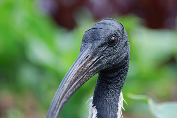 A close-up portrait (head shot) of an Australian Ibis: Capturing the elegant curvature of its beak, the piercing gaze of its eyes, and the distinctive plumage that marks this bird of the Australia