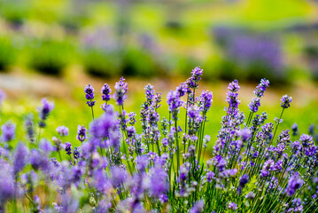 Mauricie, Canada - August 17 2017: A lavender farm near Mauricie