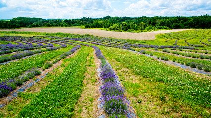 Mauricie, Canada - August 17 2017: A lavender farm near Mauricie