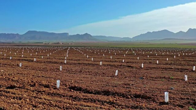 Very young Peach trees in Jumilla near Cieza. Videography of a blossoming of peach trees in Jumilla in the Murcia region. Peach, plum and nectarine trees. Spain