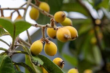 Japanese plum loquats