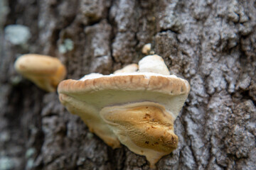 tree trunk mushrooms 