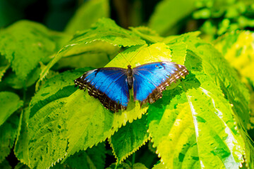 Montreal, Canada - May 24 2017: Butterflies in the botanical garden of Montreal