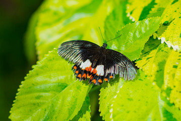 Montreal, Canada - May 24 2017: Butterflies in the botanical garden of Montreal
