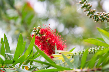 bottlebrush red