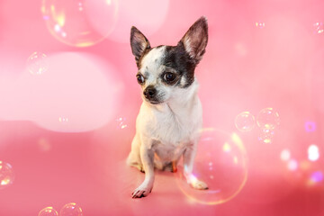 A small chihuahua dog in front of pink studio background