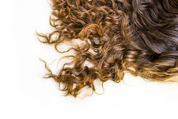 Healthy wavy female hair on white background. Piece of brown long hair on white isolated background. Top view. Copy Space.