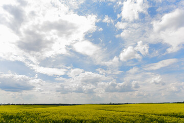 Beautiful natural summer landscape - rapeseed yellow field under blue cloudy sky, distant horizon,...