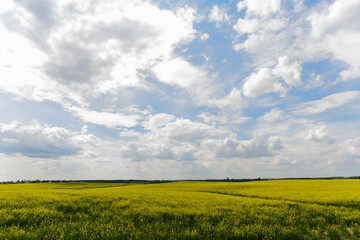Beautiful natural summer landscape - rapeseed yellow field under blue cloudy sky, distant horizon,...
