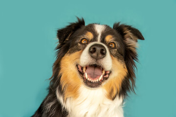 Funny dog: An australian sheppherd dog licks at a colorful lolli in front of blue studio background
