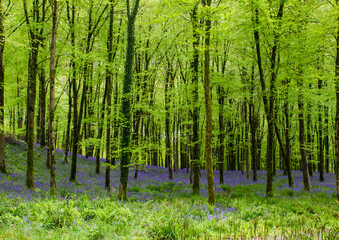 Spring Blue bell woods with light green colouring on leaves