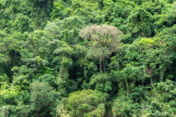 Bushwalking at the Crystal Cascades near Cairns in Far North Queensland: Explore lush rainforest trails, discover hidden waterfalls, and swim in pristine rock pools, an enchanting adventure in nature