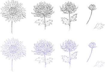 大輪の菊の花のペン画セット