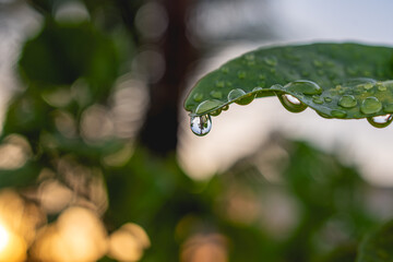Close up of water drops on a citrus tree leaf at sunset with refraction of palm trees in the...