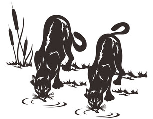 silhouette of Two jungle tigers. A pair of Bengal tigers drinking on a transparent background