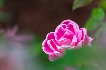 Light morning dew on a blooming pink rose