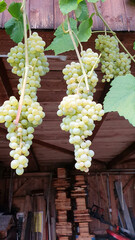 ogromne grona winogron zwisające z winorośli 
