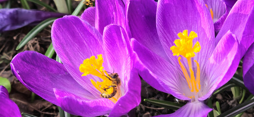 Pszczoły zbierają nektar z kwiatu krokusa.
