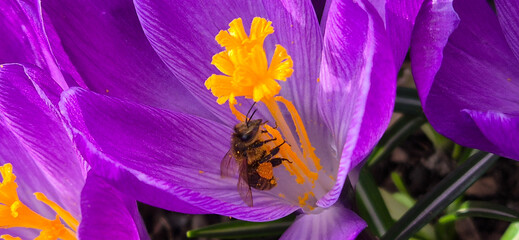 Pszczoła zbierająca pyłek kwiatowy z krokusa - obrazy, fototapety, plakaty