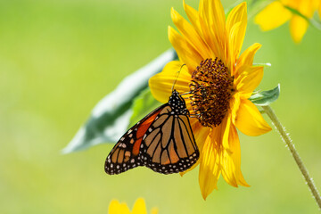 Monarch butterfly on a yellow sunflower with green grassy background