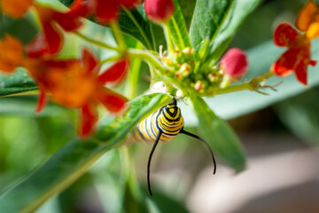 Close up of a monarch caterpillar munching on a red flower milkweed plant