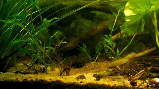monkey goby rest in planted biotope aquarium, spined loach dig sand and search food, wild caught freshwater fish from Southern Bug river, lush pondweed vegetation, highly adaptable curious species