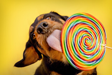 A cute small crossbreed dog licking at a lolli in front of colorful yellow studio background