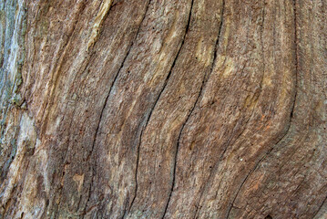 Obraz premium Explore the intricate details of old wood in Queensland rainforests—bark, roots, and textures reveal nature's artistry