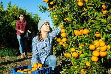 Young farmer woman plucks ripe tangerines and putting fruit in a crate, working ina fruit nursery