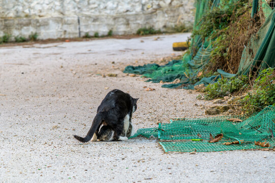 Two cats mating in an empty lot in the town of Palaio Faliro, Greece.