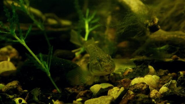 monkey goby rest on pebble bottom, wild caught freshwater fish from Southern Bug river, hair algae, spiny naiad vegetation in planted biotope aquarium, highly adaptable species, blurred background
