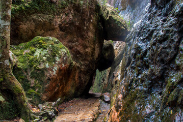 Hiking the waterfall circuit in Springbrook National Park, Queensland: Immersive trek through lush rainforest, unveiling stunning cascades like Purling Brook Falls and Twin Falls, a great adventure