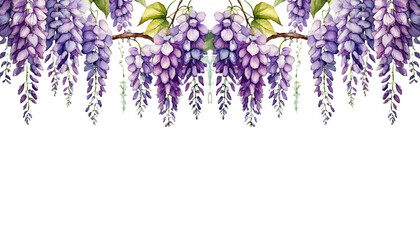 watercolor branch of beautiful hanging  wisteria flowers, png file on white background. or isolated or cutout object 