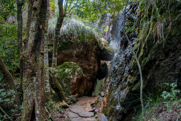 Hiking the waterfall circuit in Springbrook National Park, Queensland: Immersive trek through lush rainforest, unveiling stunning cascades like Purling Brook Falls and Twin Falls, a great adventure