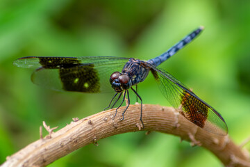 close up dragonfly on a branch