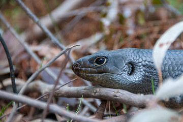 A vibrant skink basking in the sun within Springbrook National Park, Queensland, Australia, blending into the lush, tropical environment of this UNESCO-listed World Heritage rainforest